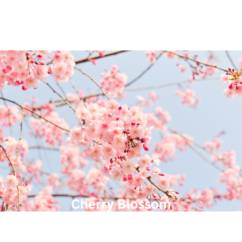 Sugar Blossom | Natural Perfume Oil Sample