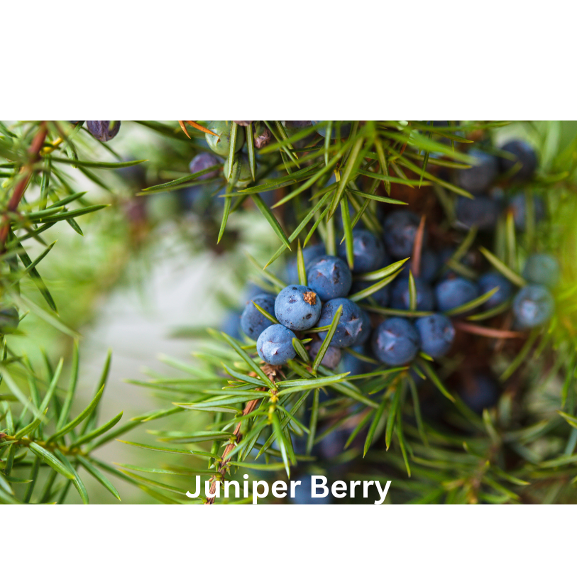 Green Woods | Natural Perfume Oil Sample