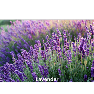 Lavender Noir | Natural Perfume Oil