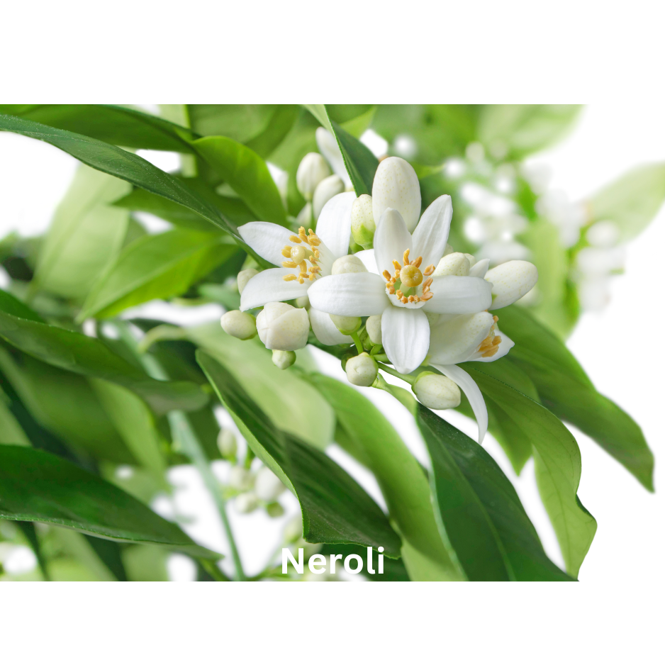 Sugar Blossom | Natural Perfume Oil Sample