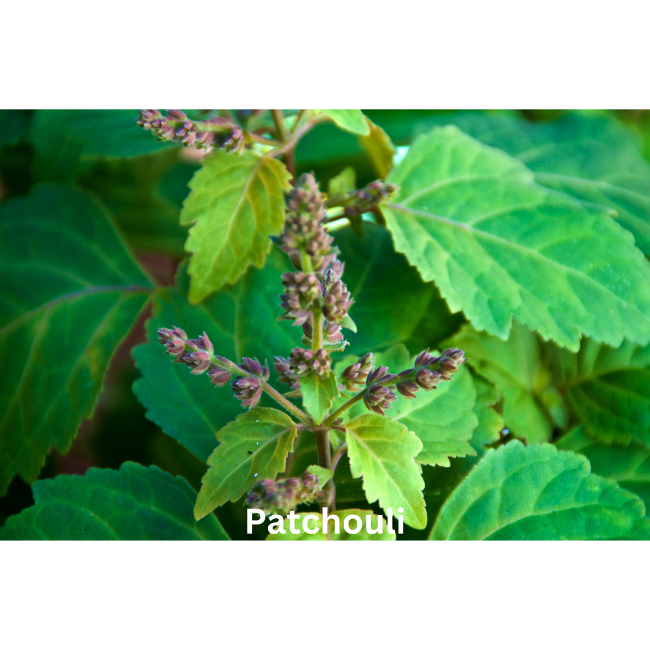 Seductive Spice | Natural Perfume Oil