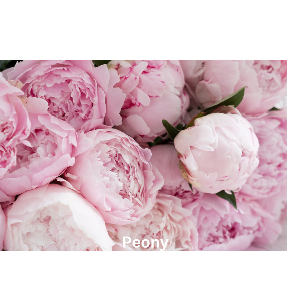 Sugar Blossom | Natural Perfume Oil Sample