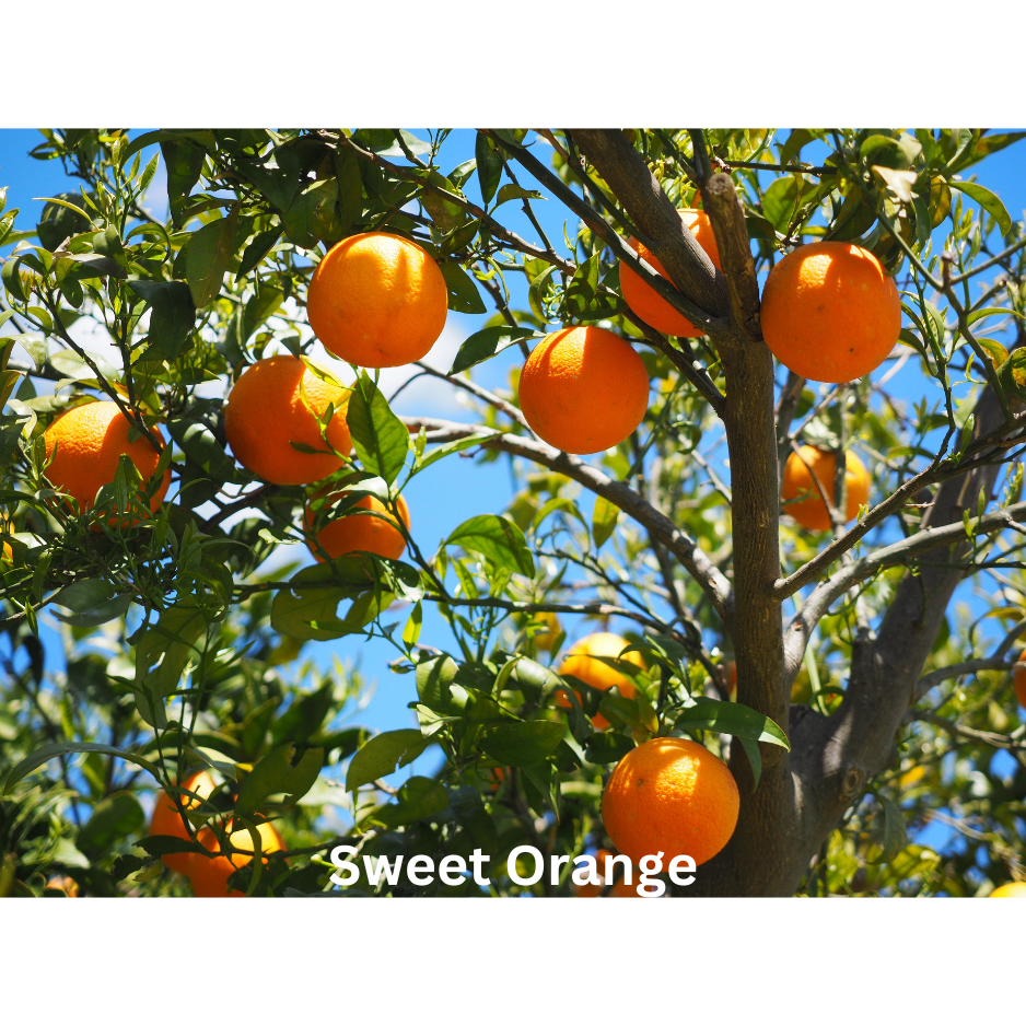 Sugar Blossom | Natural Perfume Oil Sample