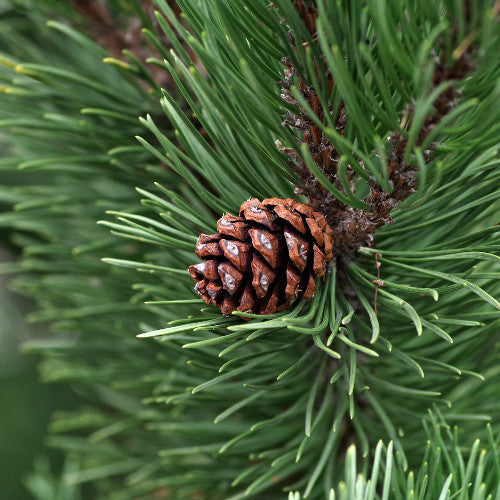 Pine