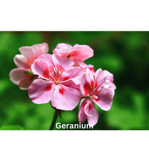 Flowerbed | Natural Perfume Oil