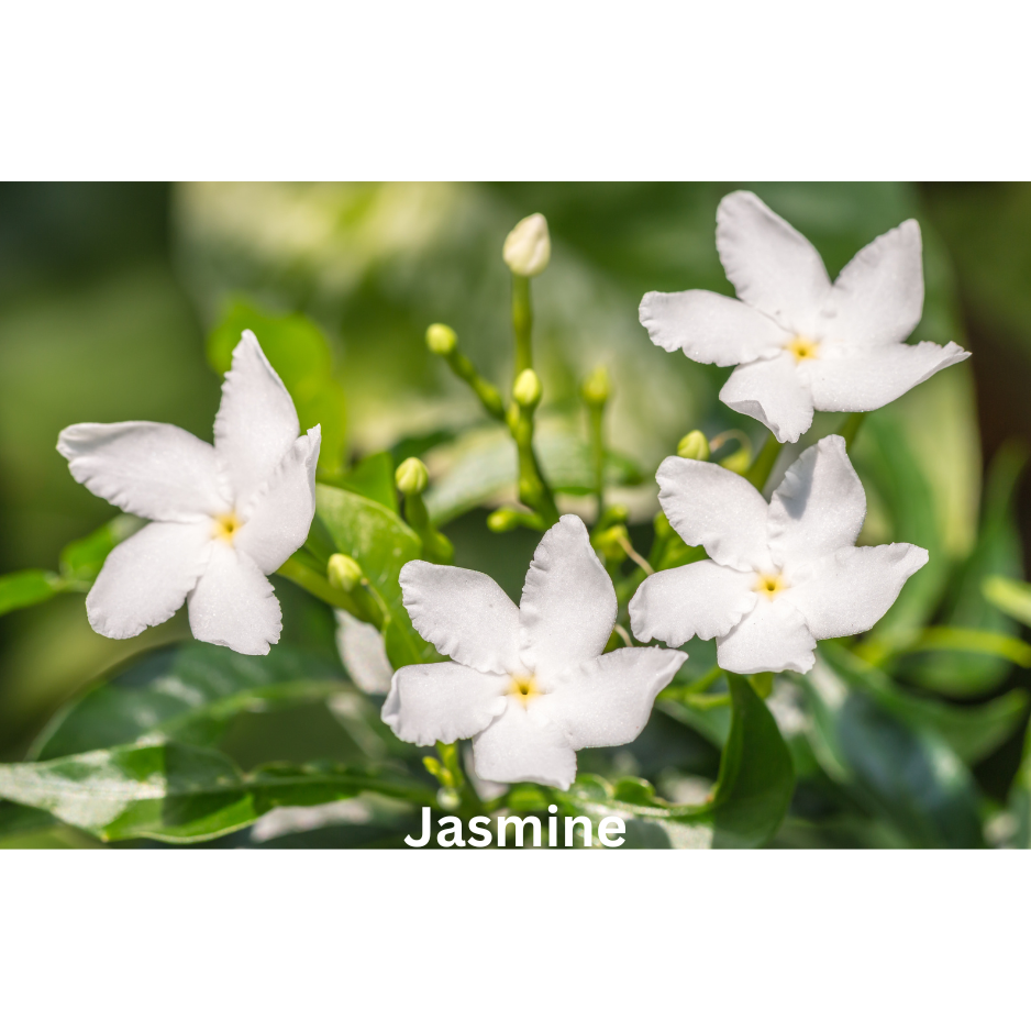 Flowerbed | Natural Perfume Oil
